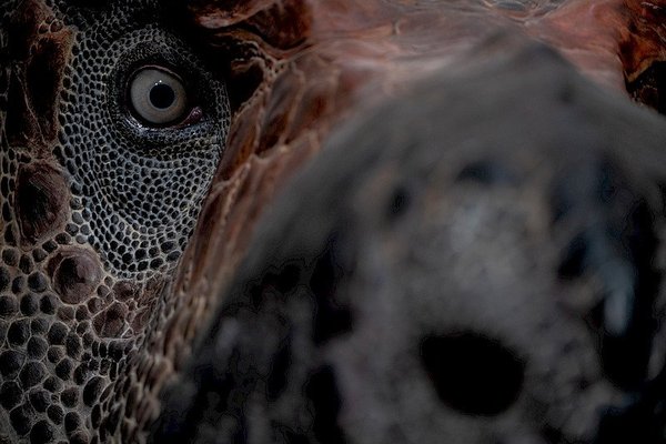 Dinosauria Museum Prague - náhled 15