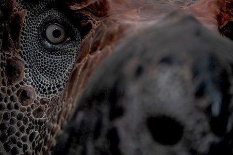 Dinosauria Museum Prague - náhled 15