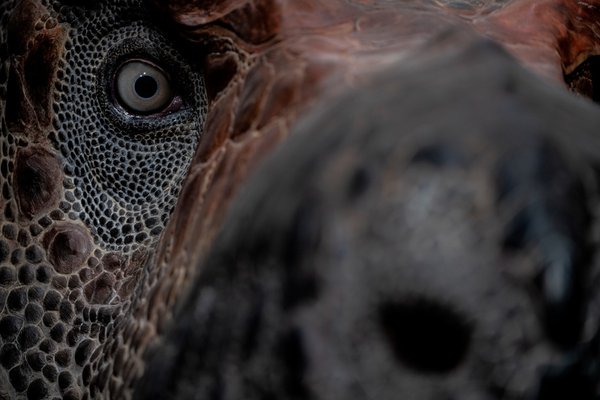 Dinosauria Museum Prague - náhled 28