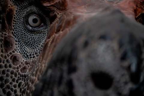 Dinosauria Museum Prague - náhled 28