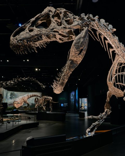 Dinosauria Museum Prague - Dinosauria Private Tour - náhled 5