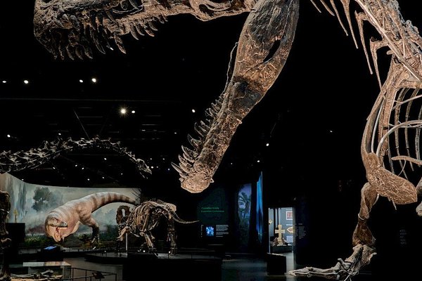 Dinosauria Private Tour@Dinosauria Museum Prague - náhled 10