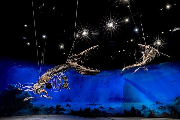 Firemní akce@Dinosauria Museum Prague - náhled 14