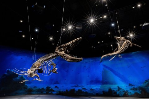 Dinosauria Museum Prague - Firemní akce - náhled 27