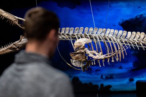 Dinosauria Museum Prague - Firemní akce - náhled 28