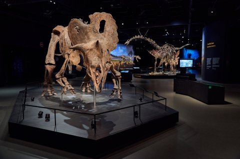 Dinosauria Museum Prague - Noc v muzeu - náhled 3