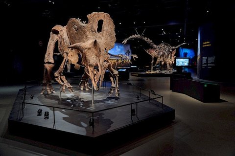 Dinosauria Museum Prague - Noc v muzeu - náhled 8