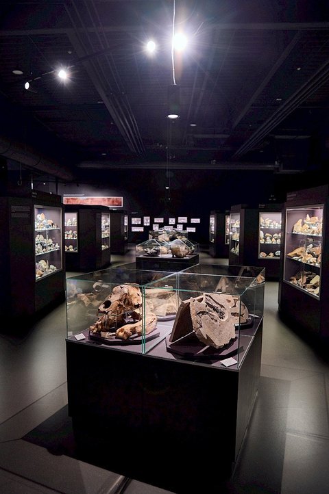 Dinosauria Museum Prague - Poznávání s paleontologem - náhled 2