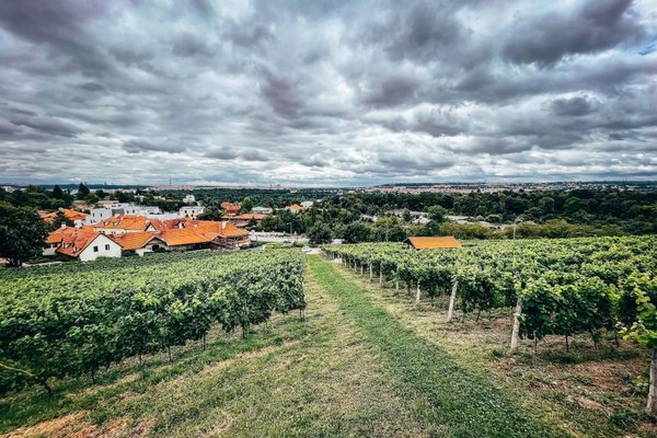 Salabka restaurace & vinařství v Praze - náhled 17