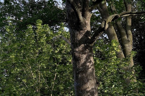 Vila Tusculum - náhled 8