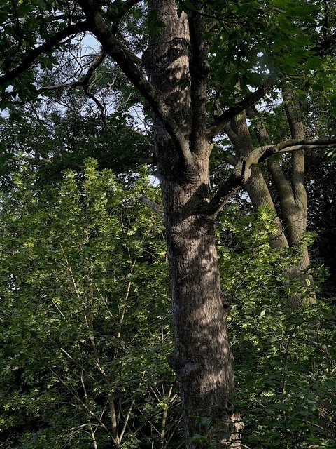 Vila Tusculum - náhled 8