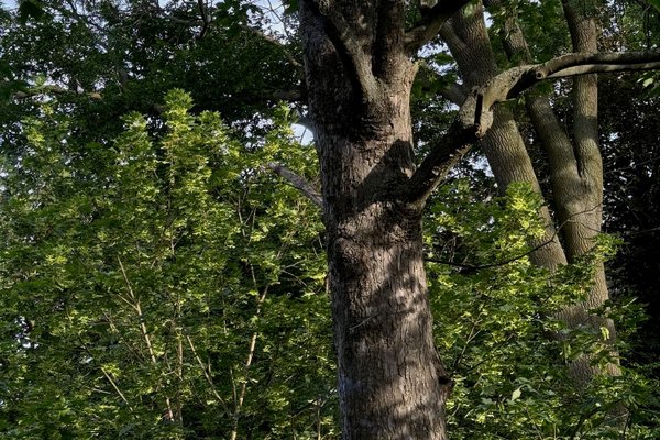 Vila Tusculum - náhled 17