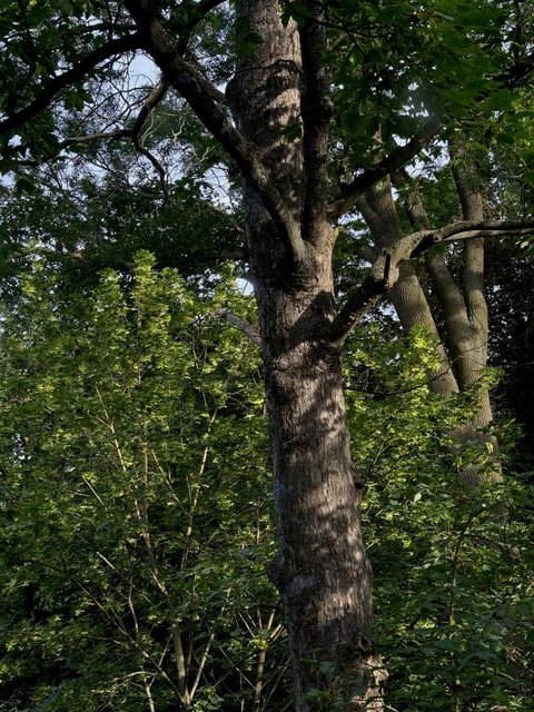 Vila Tusculum - náhled 17